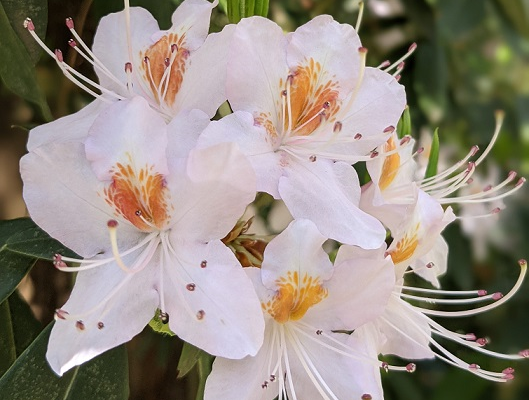 White Rhodi Flower